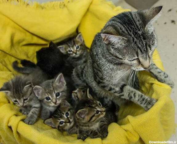 عکس بچه گریه - خانواده پیشی ها - شیرخوردن گربه ها