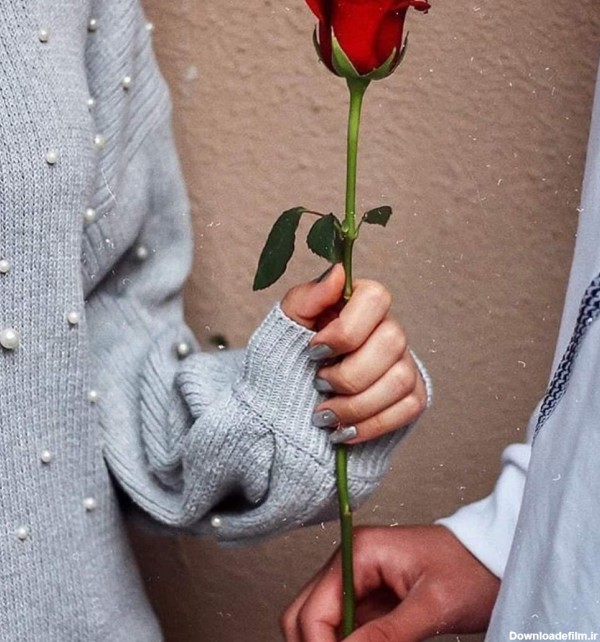 عکس زیبای عاشقانه تقدیم شاخه گل رز پسر به دختر