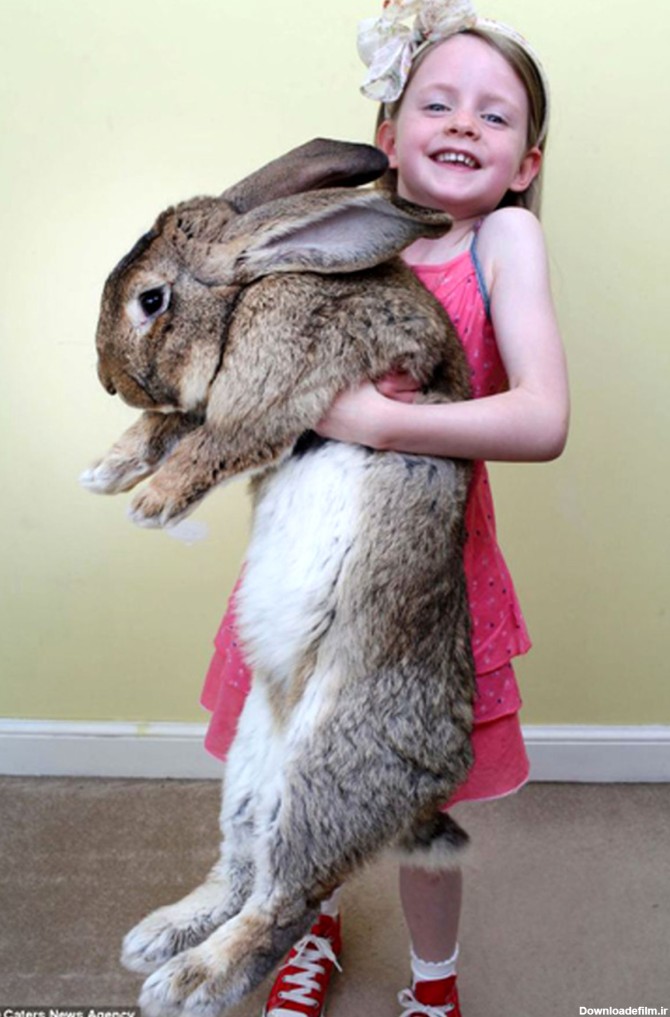 خرگوش غول‌پیکر عید پاک!/تصاویر