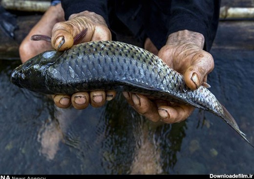 ماهیگیری سنتی در چین (+عکس)