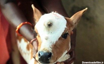 گاو سه دست و گوساله سه چشم در هند (عکس)