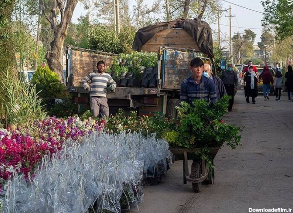 مشرق نیوز - عکس/ بازار فروش گل و گیاه در روزهای پایانی سال