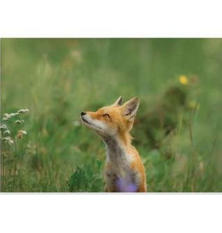 قیمت و خرید پوستر طرح حیوانات - بچه روباه در طبیعت Fox in ...