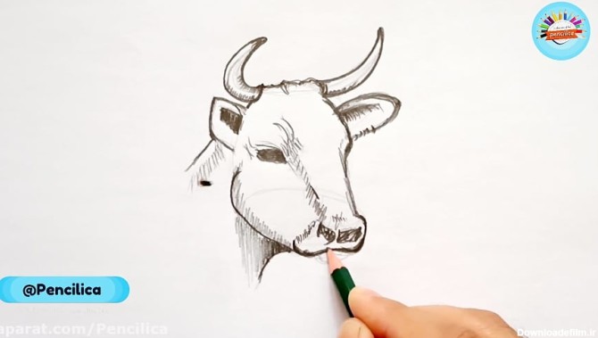 چطور سر یک گاو زیبا بکشیم - آموزش طراحی با مداد مزحله به مرحله