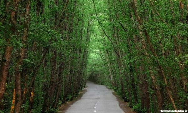 جاده ای سبز و دیدنی