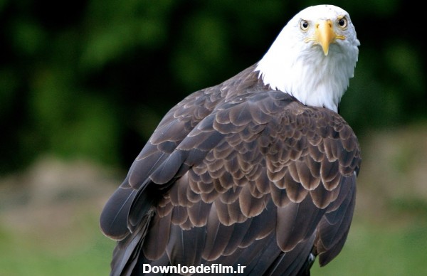 عقاب سر سفید white head eagle
