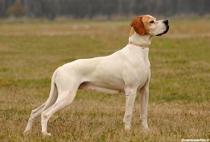 مشخصات کامل، قیمت و خرید نژاد سگ پوینتر (Pointer) | پت راید