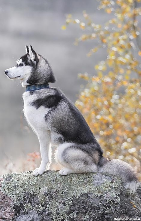 مشخصات کامل، قیمت و خرید نژاد سگ سیبرین هاسکی (Siberian Husky ...