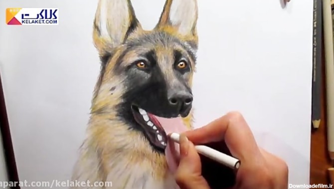 آموزش نقاشی؛ سگ با مداد رنگی
