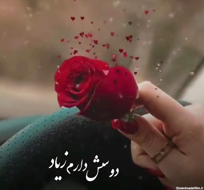 متن گل رز عاشقانه + مجموعه اشعار عاشقی با موضوع گل رز سرخ