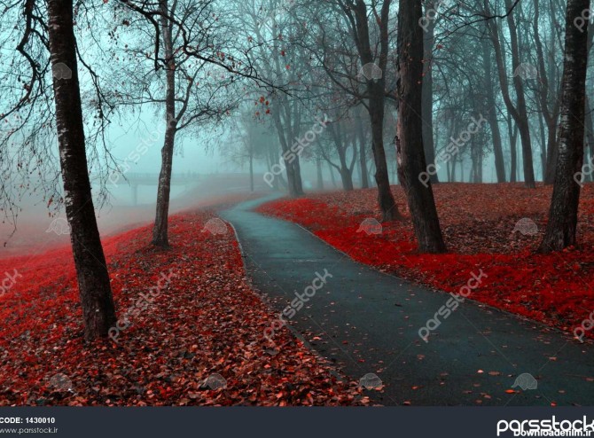 کوچه های پاییز در مه گوتیک چشم انداز پاییز در هوای ابری با درختان ...