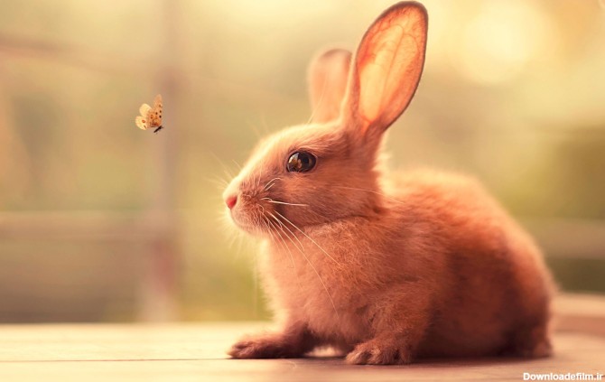 Real Bunny Wallpapers - Wallpaper Cave