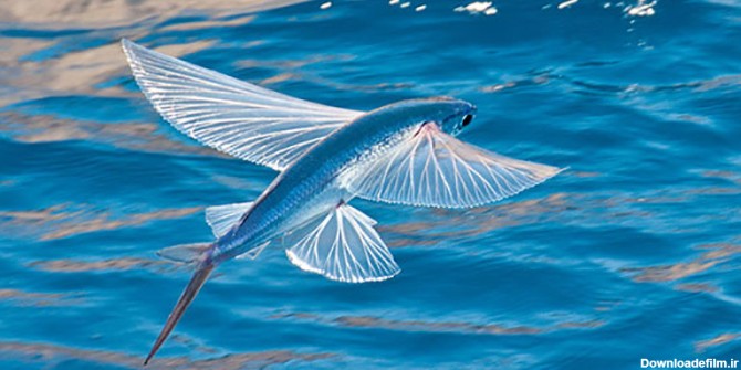 پرنده ماهی سواحل جنوبی ایران