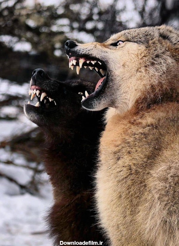 عکس گرگ های وحشی