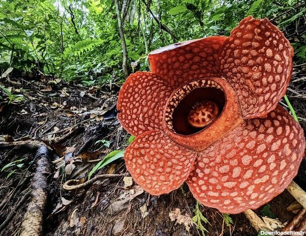 بزرگ‌ترین و بدبوترین گل جهان را بشناسید! +عکس
