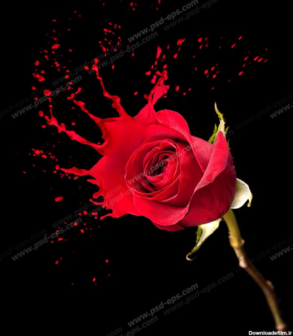 عکس گل رز قرمز تک شاخه