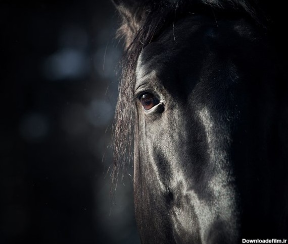 تصویر با کیفیت از نمای نزدیک صورت و چهره اسب سیاه