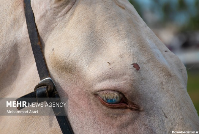 عکس چشم زیبای اسب ترکمن - جهان نيوز