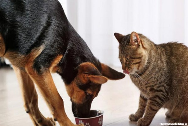 سگ در حال غذا خوردن که گربه ای به او خیره شده است