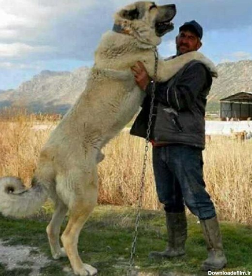 سگ سرابی از نژاد سگ های ایرانی بزرگ اندام از نوع ماستیف ا - عکس ویسگون