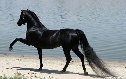 تصاویر زیباترین اسب های جهان