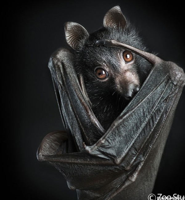 زنگ تفریح | خفاش‌ها – پستانداران پرنده‌ی بی‌آزار | متمم