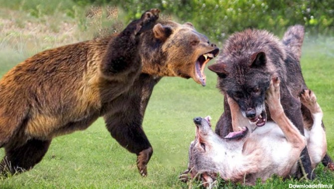 خرس درمقابل شیر و گرگ | نبرد نفس گیر حیوانات وحشی