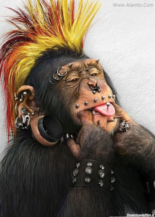عکس های میمون های فشن و فوق العاده خنده دار