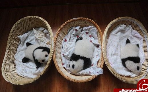 تولد 10 نوزاد پاندا در چین + تصاویر