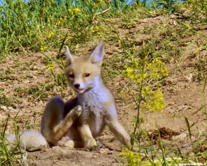 تصاویر بازیگوشی بچه روباه‌های ایرانی | این سه روباه زیبا را ببینید