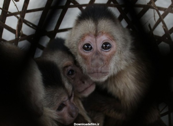 کشتار بی‌رحمانه میمون‌ها دست‌مایه فخرفروشی انسان‌ها!/ خطر انتقال بیماری‌های "غیرقابل درمان" از سوی میمون رزوس+ عکس