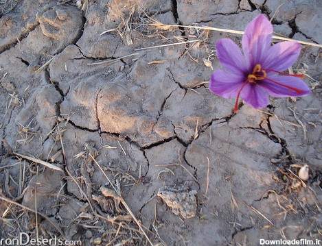 گل زعفران - عکس از الیاس پیراسته - کویرها و بیابان‌های ایران