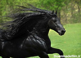 فردریک، زیباترین اسب جهان (+عکس)
