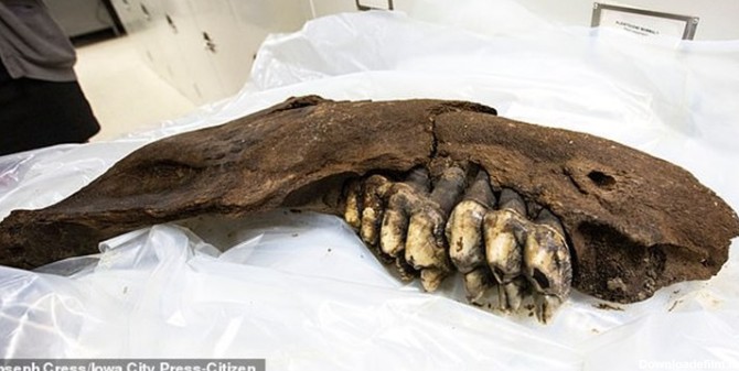 کشف استخوان یک حیوان ماقبل تاریخ+تصاویر | خبرگزاری فارس