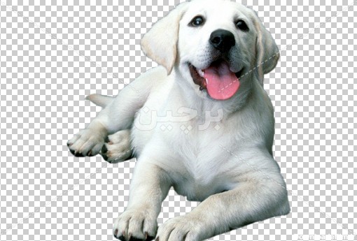 Borchin-ir-white puppy with his tongue out دانلود عکس توله سگ سفید۲