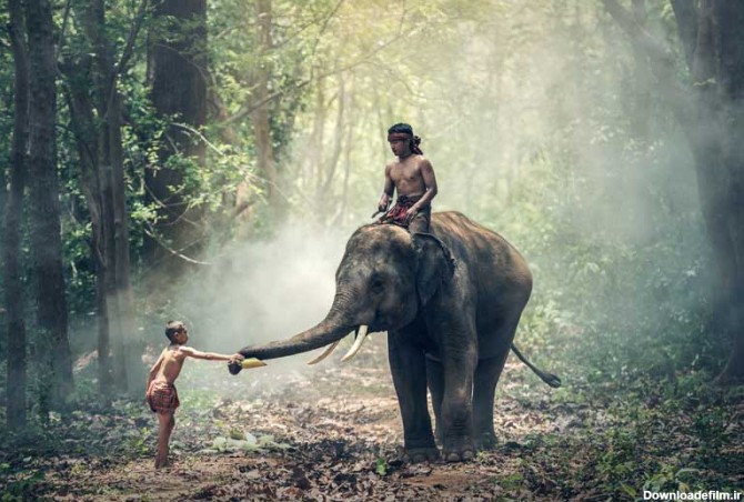 دانلود عکس پسر بچه و فیل