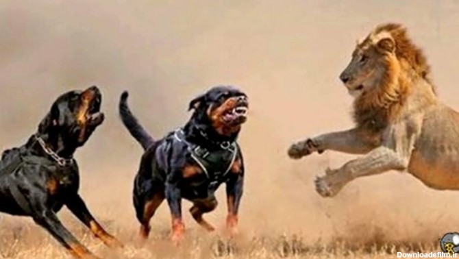 جنگ سگ باکسر و شیر های آفریقایی - فیلو