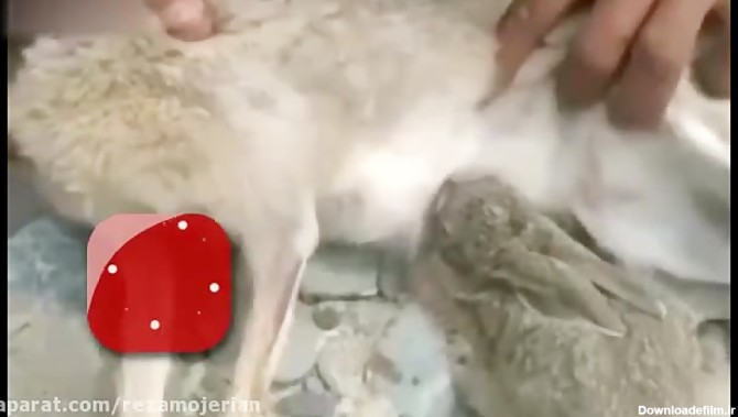 فیلمی غم انگیز از شیر خوردن یک بچه خرگوش از جنازه بدون سر مادرش