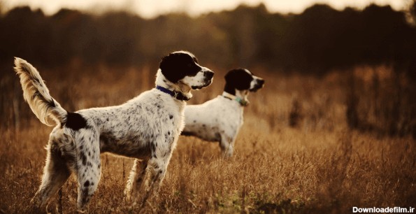 آشنایی با سگ شکاری | انواع نژادها + موارد بکارگیری و نگهداری