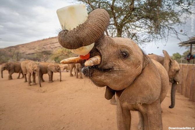 مشرق نیوز - تصویری جالب از شیر خوردن یک بچه فیل