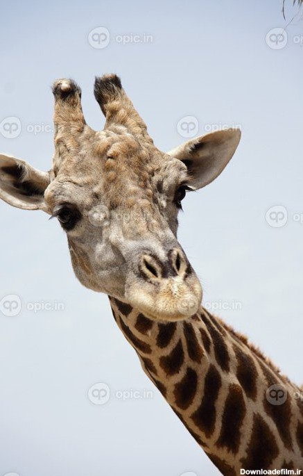 دانلود عکس از نزدیک پرتره حیوانات صورت زرافه | اوپیک