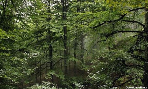 پوشش انبوه گیاهی درختان جنگل های هیرکانی شمال