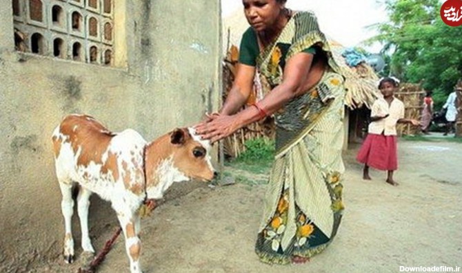 تصاویر) گاو سه دست و گوساله سه چشم در هند