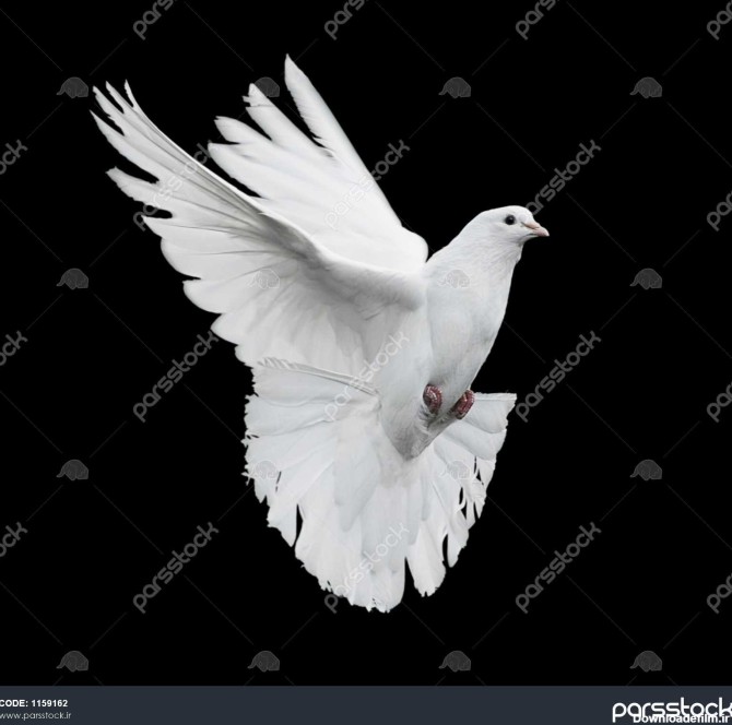 کبوتر سفید پرواز روی پس زمینه سیاه 1159162