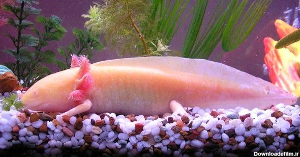 عجیب ترین ماهی دنیا که دست و پا دارد +عکس