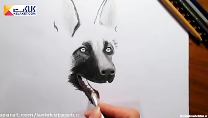 آموزش نقاشی؛ سگ با مداد رنگی