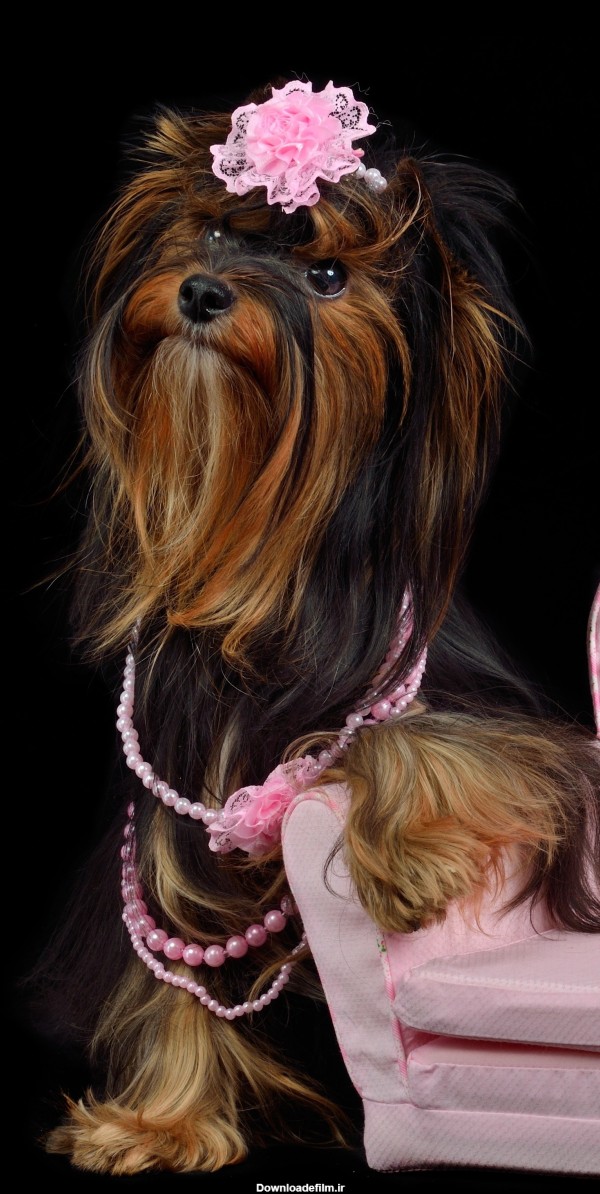 قاب مدیا | عکس زمینه گوشی با کیفیت حیوانات سگ , صورتی , سگ عروسکی ...