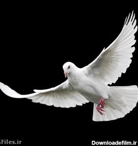 بکگراند و تصویر با کیفیت پرواز کبوتر با بال های باز (White Dove on ...
