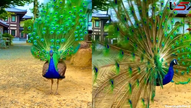 ببینید / کلیپ بسیار زیبا و هیجان انگیز از باز کردن پرهای طاووس! + فیلم