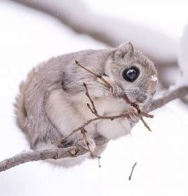 تصاویر دیدنی و کیوت از سنجاب پرنده کوتوله ژاپنی      - تستچی